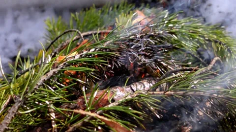 Tree in the fire Stock Footage 160053475