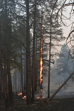 A tree on fire with orange flames burning on most of the tree in a forest fire. Stock Photos