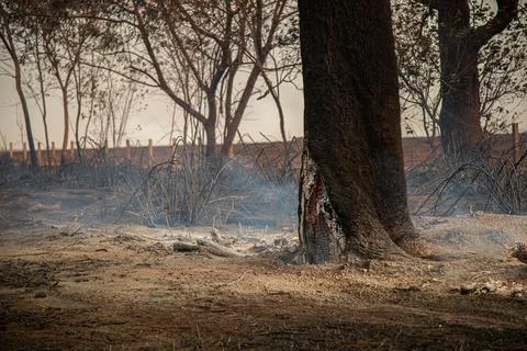 Tree on fire on the side of the road Stock Photos