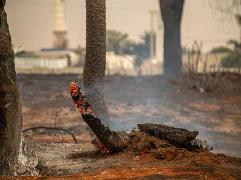 Tree on fire on the side of the road Stock Photos