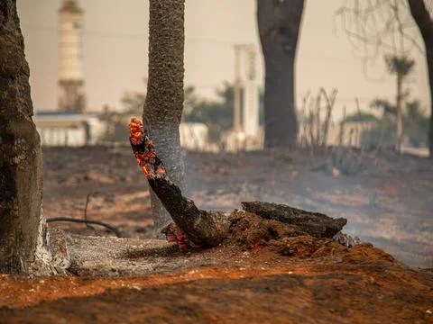 Tree on fire on the side of the road Stock Photos