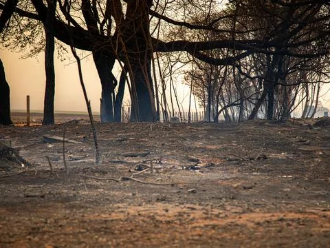 Tree on fire on the side of the road Stock Photos