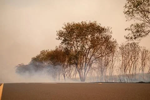 Tree on fire on the side of the road Stock Photos