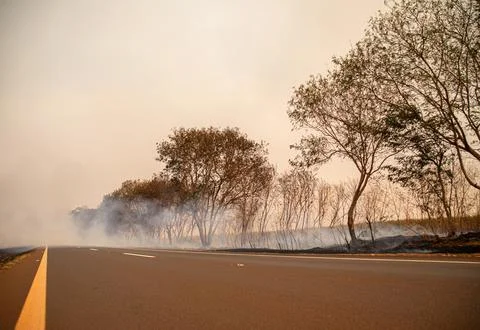Tree on fire on the side of the road Stock Photos