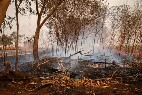 Tree on fire on the side of the road Stock Photos