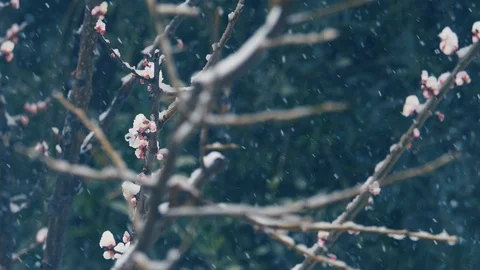 A tree with first flowers under the snow in the winter time: Christmas  Stock-Footage 86092367