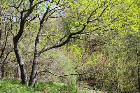 Tree with first spring leaves Stock Photos