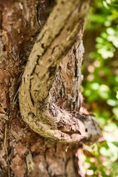 Tree with flaking bark and a thick vine growing up it 写真素材