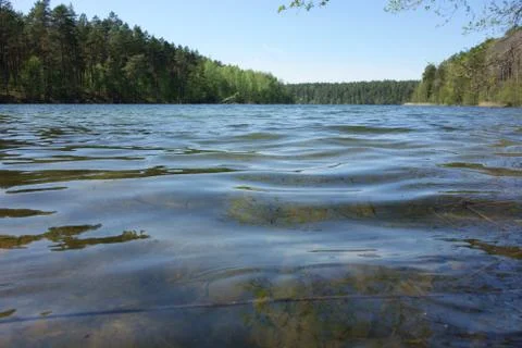 Tree-flanked forest lake Stock Photos