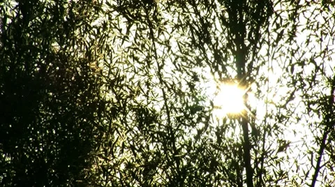 Tree flare sun shine Stock Footage 7768583