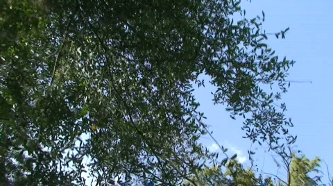 Tree Flight Stock Footage 535435