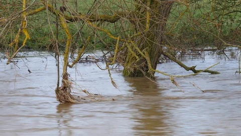 A tree flooded by a fast flowing river after heavy rain fall Stock Footage 122202569