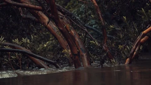 Tree in flooded river Stock Footage 150782686