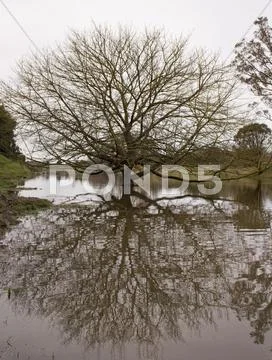 Tree in flooded river Stock Photos