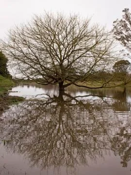 Tree in flooded river Stock Photos
