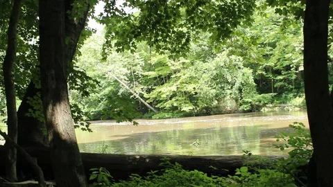 Tree By Flooded Riverbanks Stock Footage 106675393