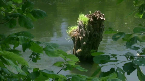 Tree flooded in water. Stock Footage 477568