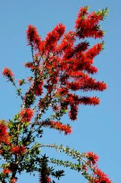 Tree floral fire chilean embothrium coccineum Foto stock