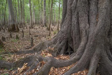 Tree in Florida swamp Stock Photos