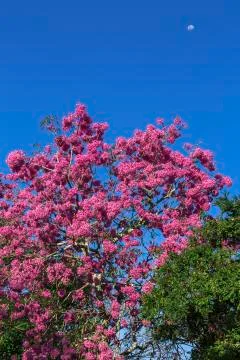 Tree flower and moon Stock Photos