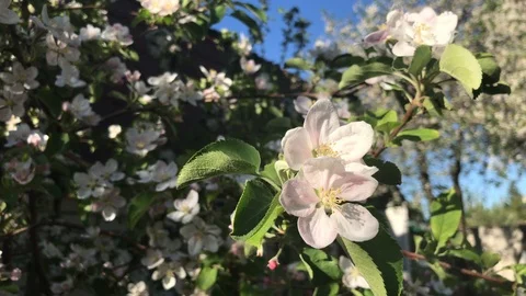 Tree flower blooming in spring. Apple pink blossom. Stock Footage 94490084