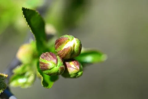 Tree flower bud Stock Photos