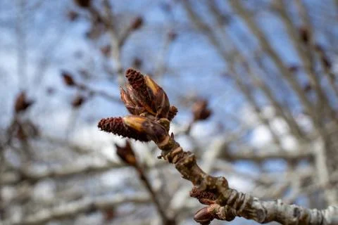 Tree with a Flower Bud Stock Photos