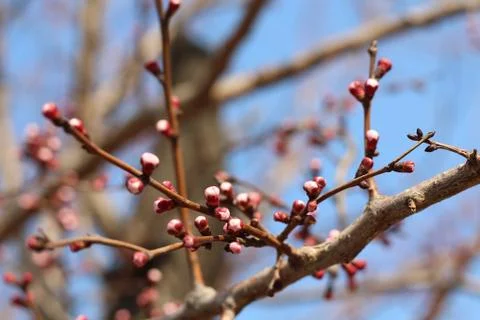 Tree Flower Buds Stockfoto's