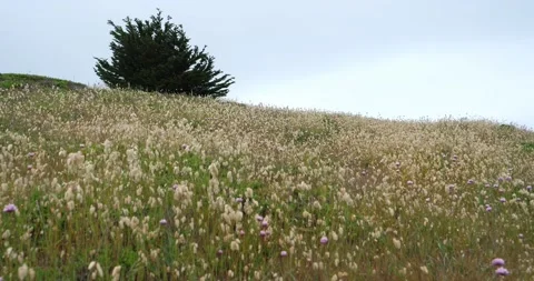 Tree Flower Field Spring Purple Leaves Dark Bush Grey Sky Hill Clouds Video stock 155711182