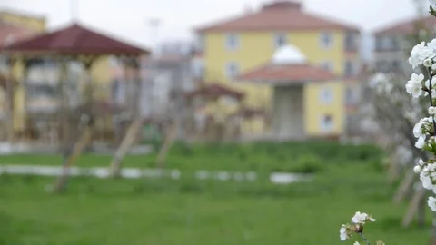 Tree Flower 스톡 동영상 83585666