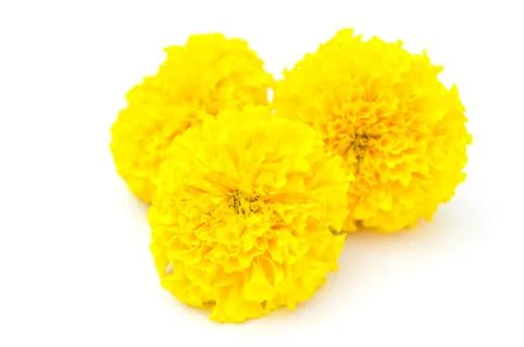 Tree flower 스톡 사진