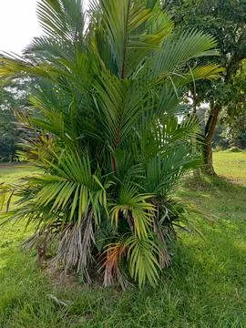 Tree flower Stock Photos