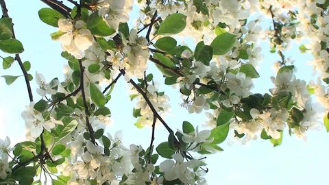 Tree Flower in Sky Close Stock Footage 98680090