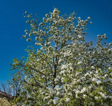 Tree Flower in the Spring Time Stock Photos
