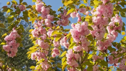 Tree flower sunrise sky spring summer nature flora sunbeams beautiful morning Stock Footage 274571175