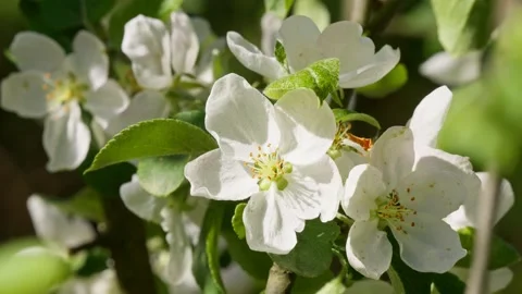 Tree flower sunrise sky spring summer nature flora sunbeams beautiful morning Stock-Footage 274573638