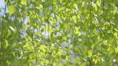 Tree flower sunrise sky spring summer nature flora sunbeams beautiful morning Stock Footage 274786444
