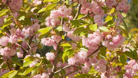 Tree flower sunrise sky spring summer nature flora sunbeams beautiful morning Stock Footage 274788393