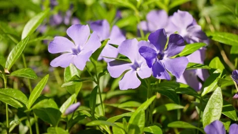 Tree flower sunrise sky spring summer nature flora sunbeams beautiful morning Stock Footage 274789114