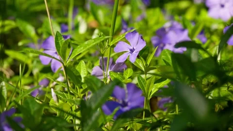 Tree flower sunrise sky spring summer nature flora sunbeams beautiful morning Stock Footage 274789362