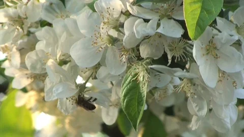 Tree Flower Sunset Close Stock Footage 98680096