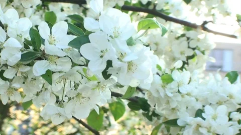 Tree Flower Sunset Close Stock Footage 98680097