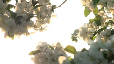 Tree Flower Sunset Stock Footage 98680101