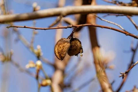 Tree flowering Stock Photos