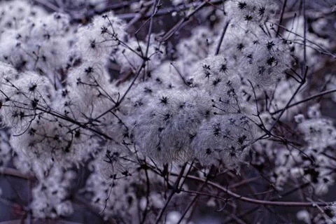 Tree flowering Stock Photos