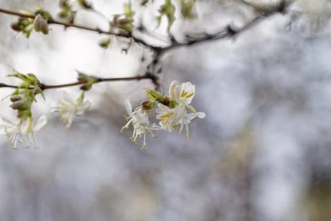 Tree flowering Stock Photos