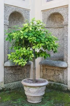 Tree in a flowerpot on brick wall background. Stock Photos