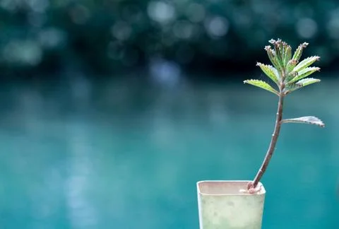 Tree in flowerpot at cafe Stock Photos