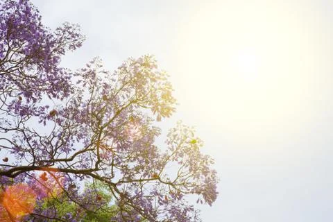 Tree with  flowers against the sky Stock Photos