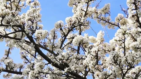 Tree flowers and bee flying  Stock Footage 238033502